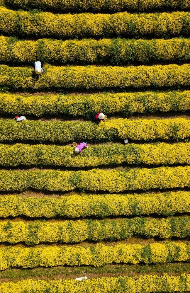 Harvesting Daisy Flowers