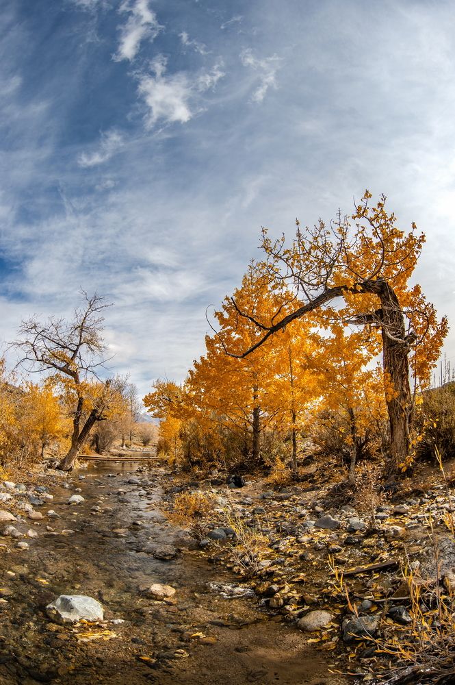 Марсианское золото.