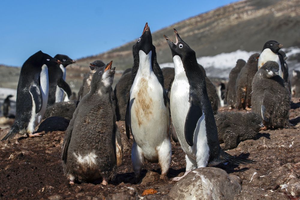 Песня пингвинов