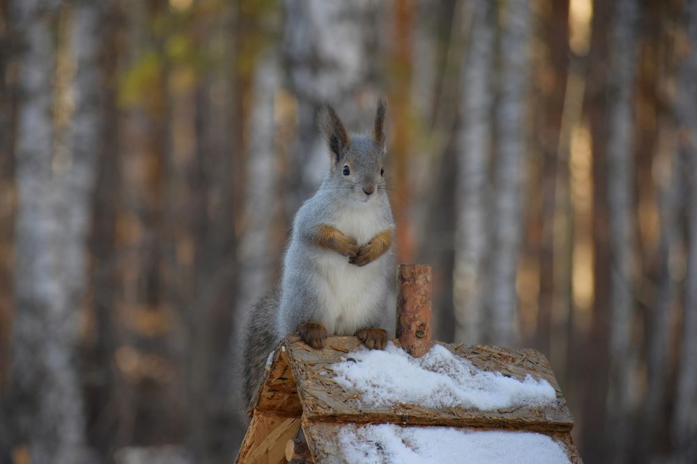 Фотография автора Катрин Евстратова