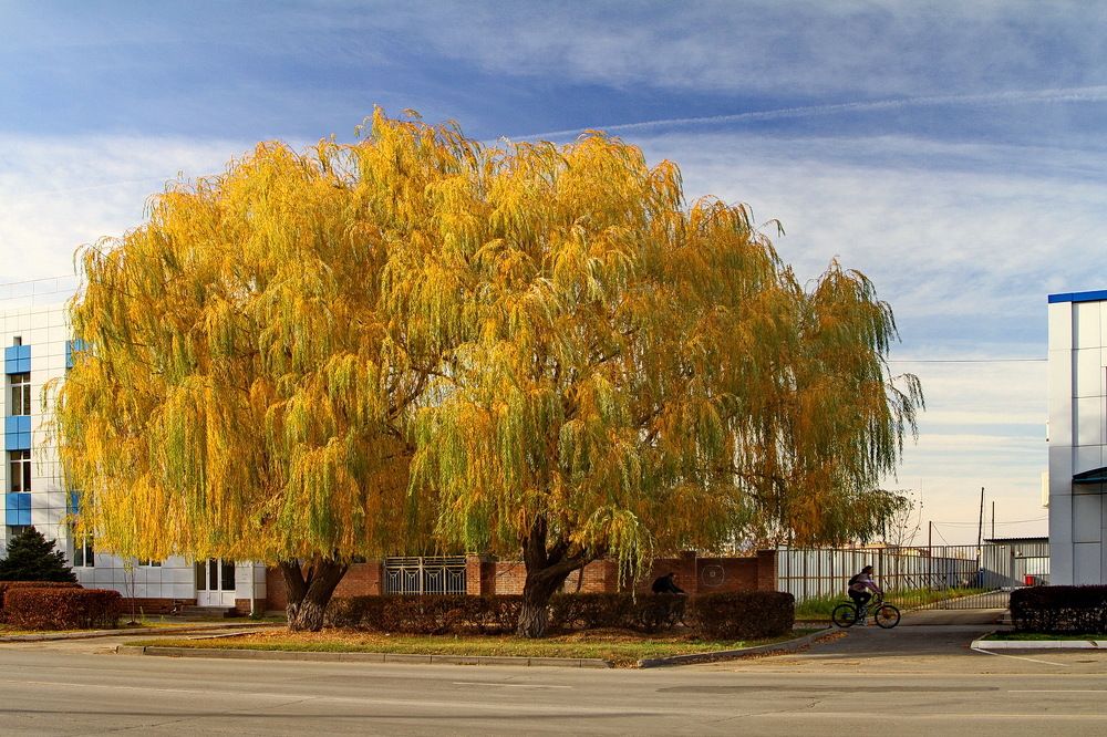 Фотография автора Александр Челмодеев