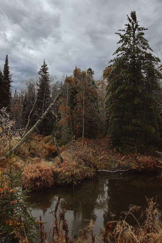 Осень в тайге