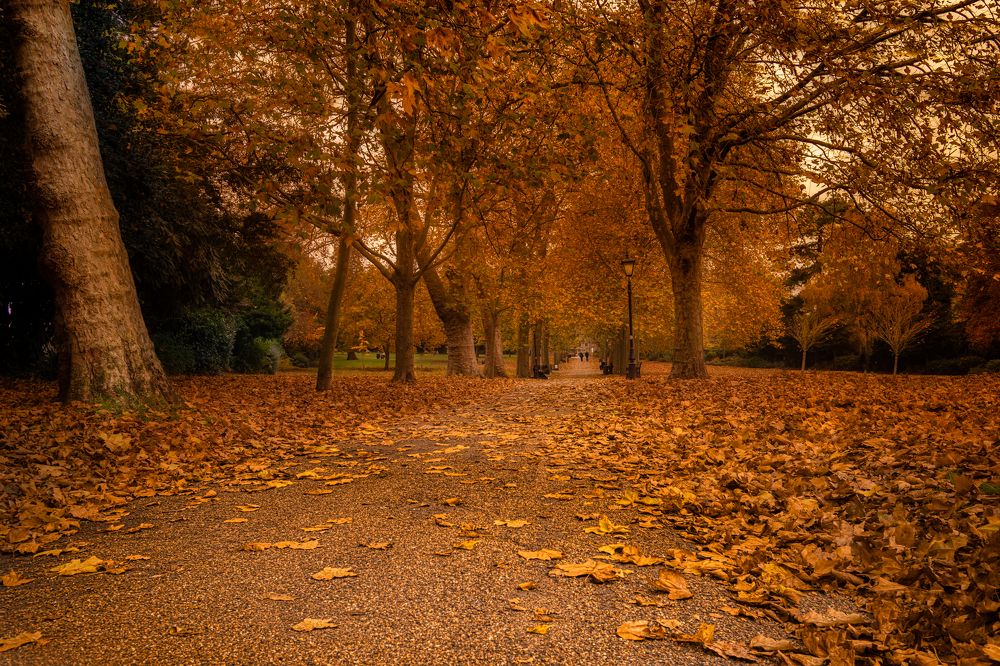 Фотография автора Oliwer Szatmari