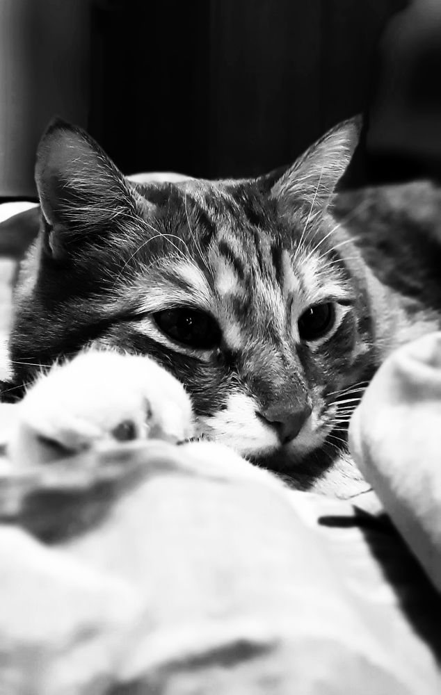 Фотография автора Amalazy Zim