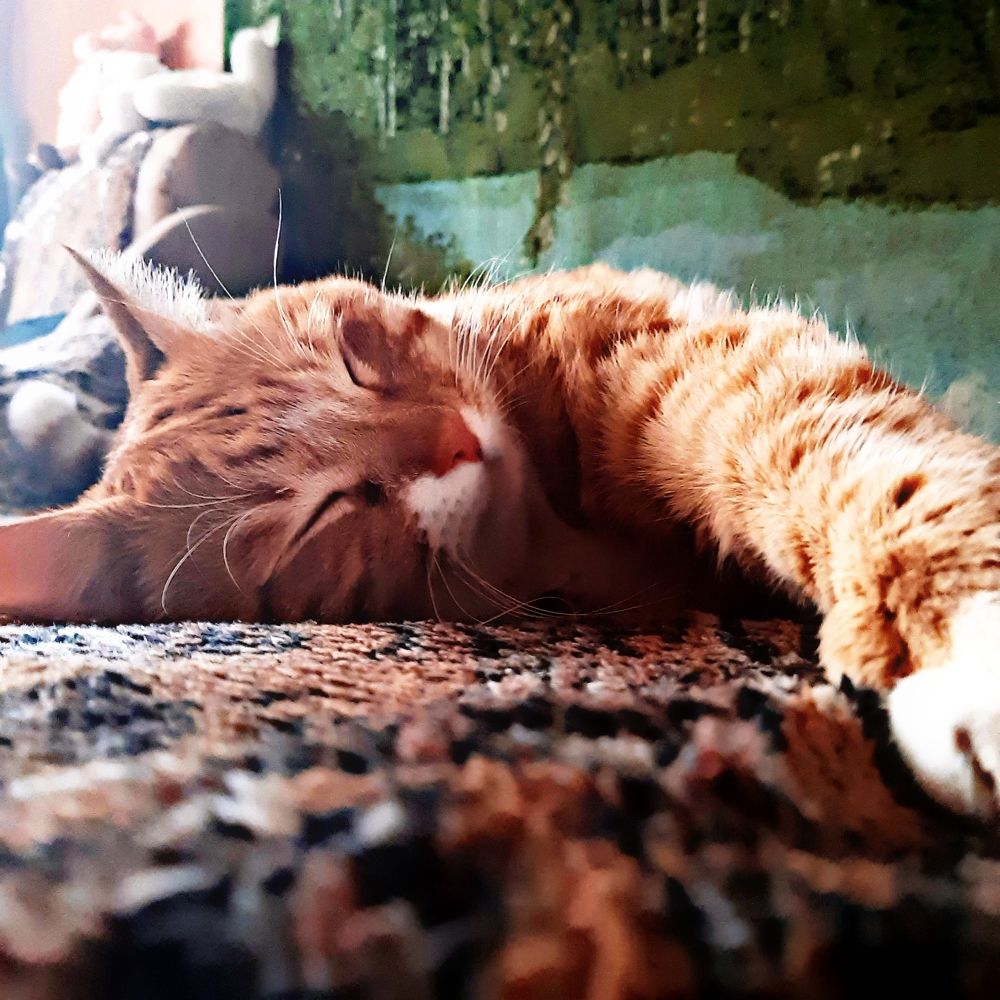 Фотография автора Amalazy Zim