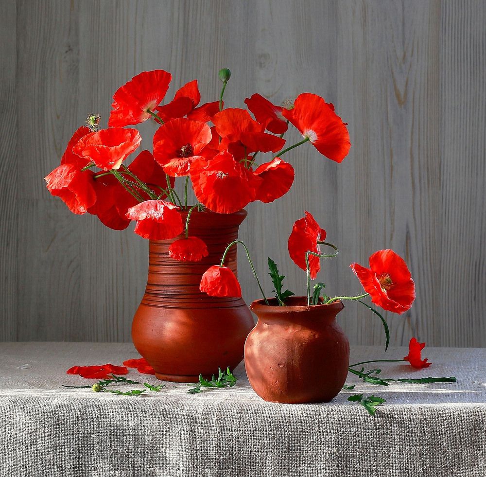 Красные - прекрасные