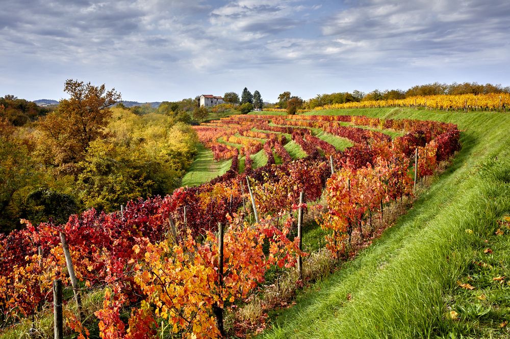 Great chromatic games [Collio, Friuli - ITALY]