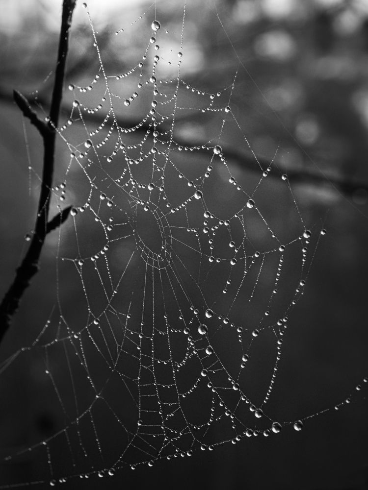 Photograph by Ольга Еженевская