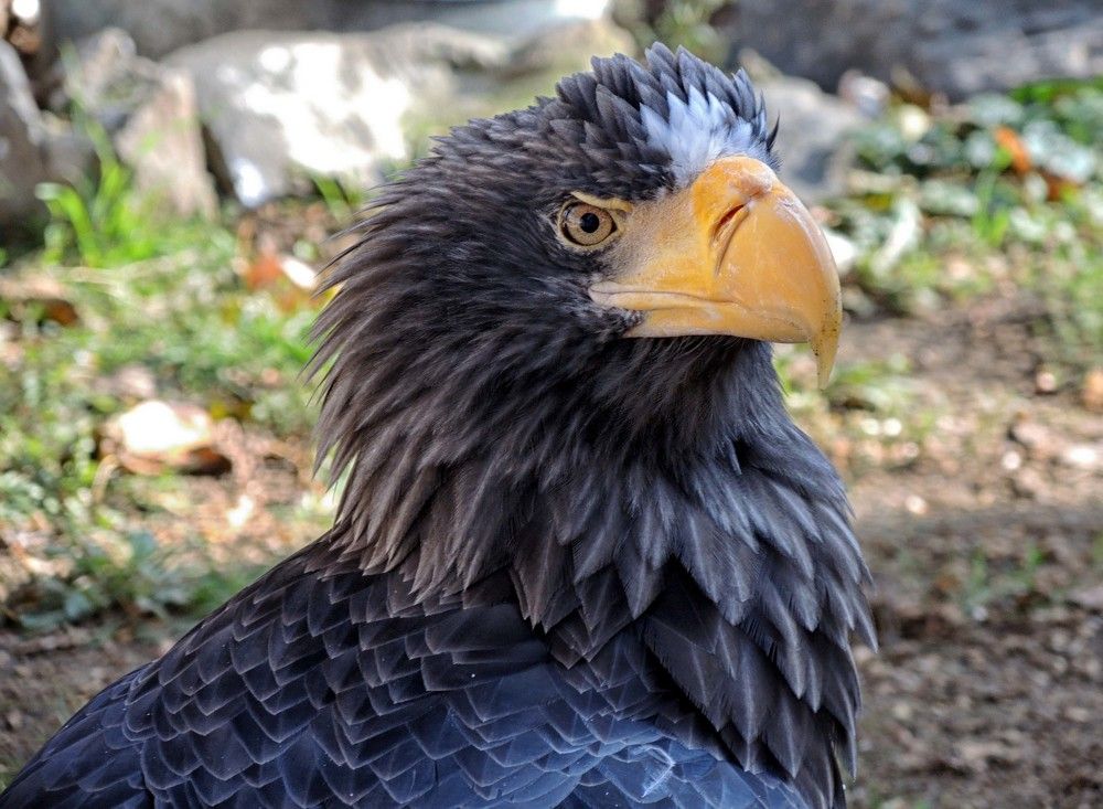 Photograph by София Гавриловна Вотякова