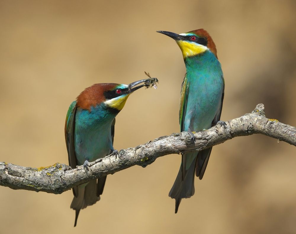 Photograph by Олег Есиков