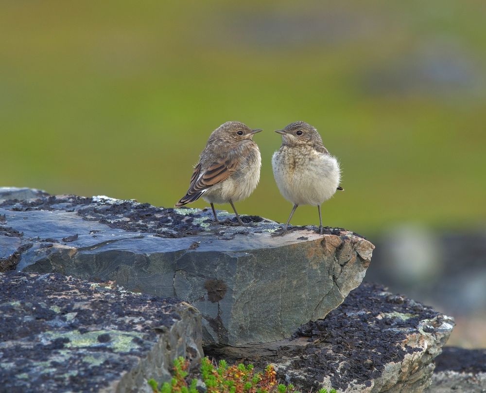 Photograph by Олег Есиков