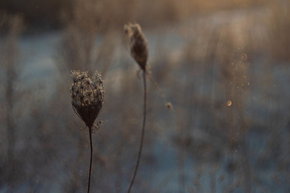 Зимнее боке