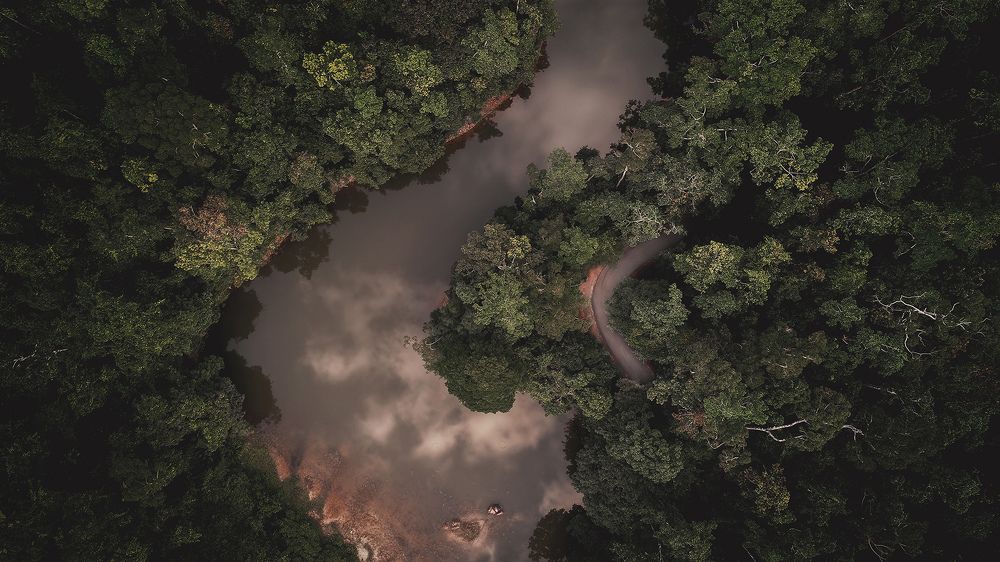 A viewing angle in a forest