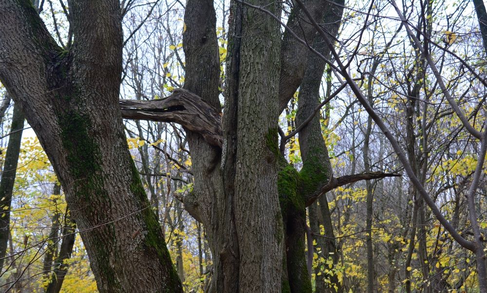 Photograph by Александр Борисович Шкурат