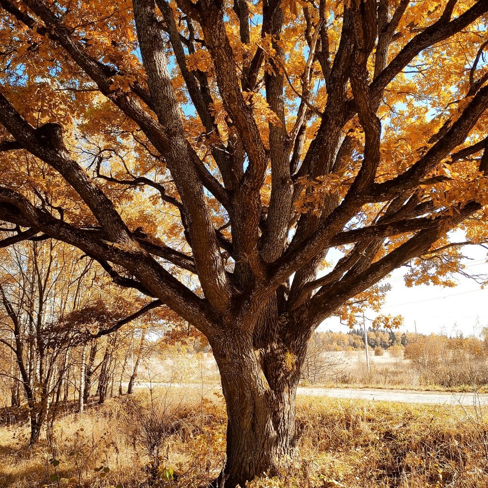 The oak