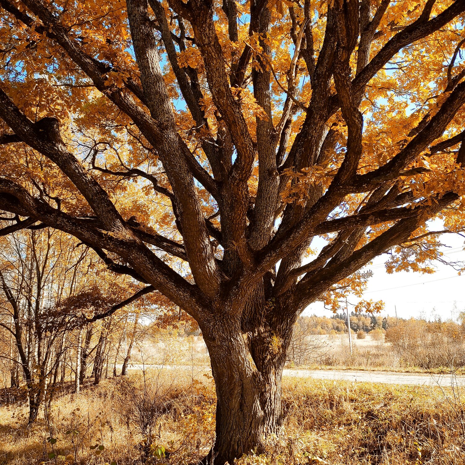 The oak