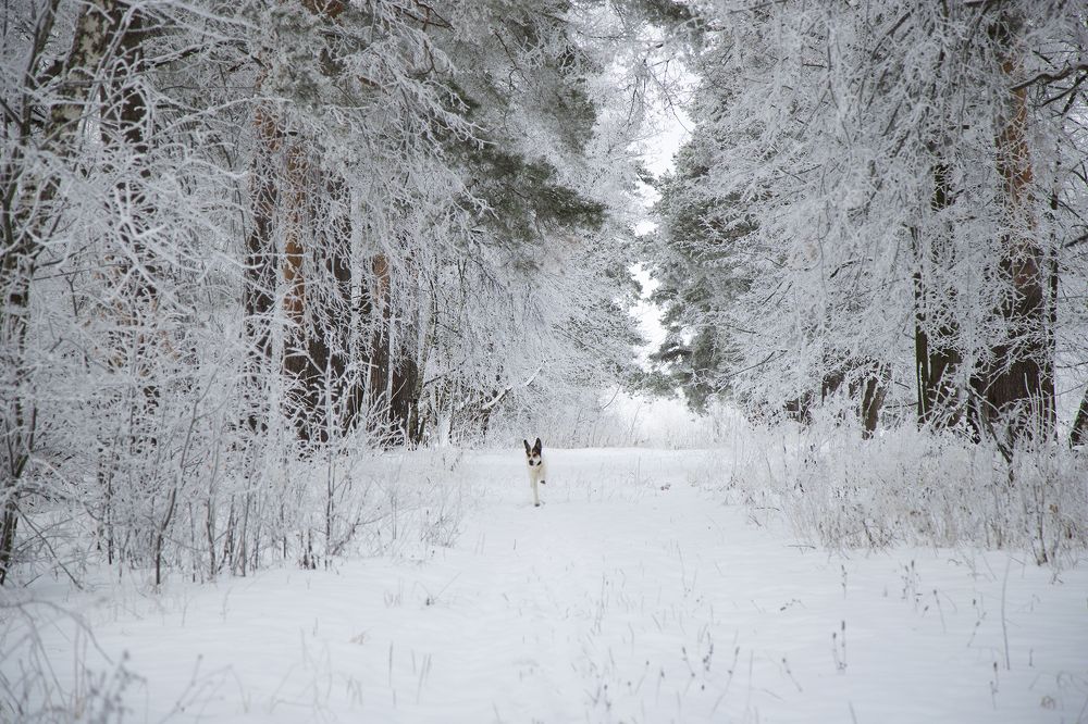 Photograph by Татьяна Мурзенко