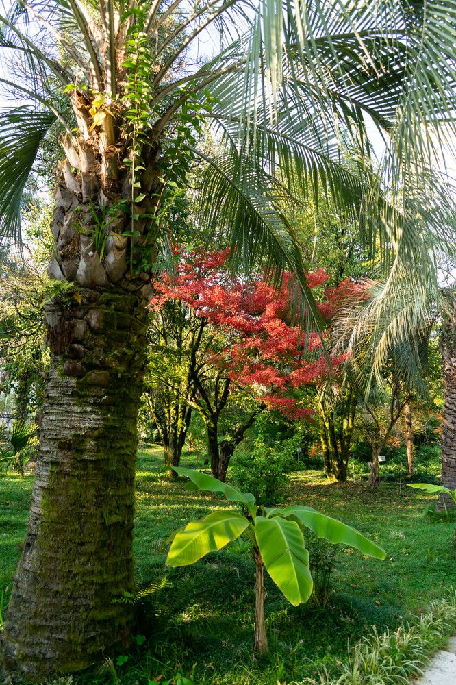 Абхазия,  Осень в ботаническом саду