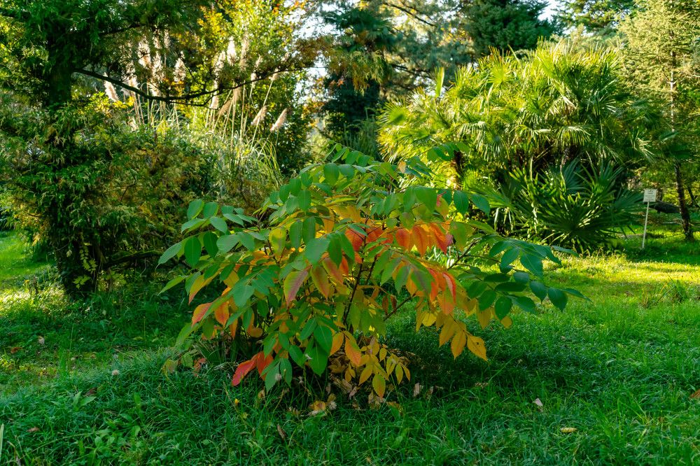 Абхазия , краски осени