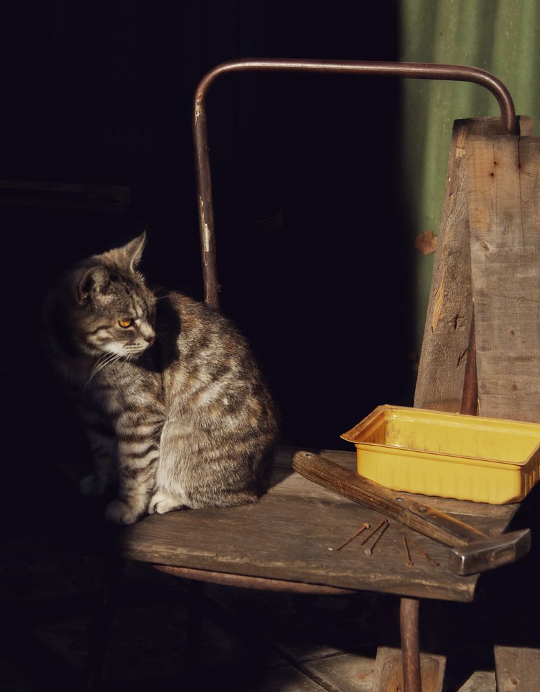 Будку? Для Шарика?