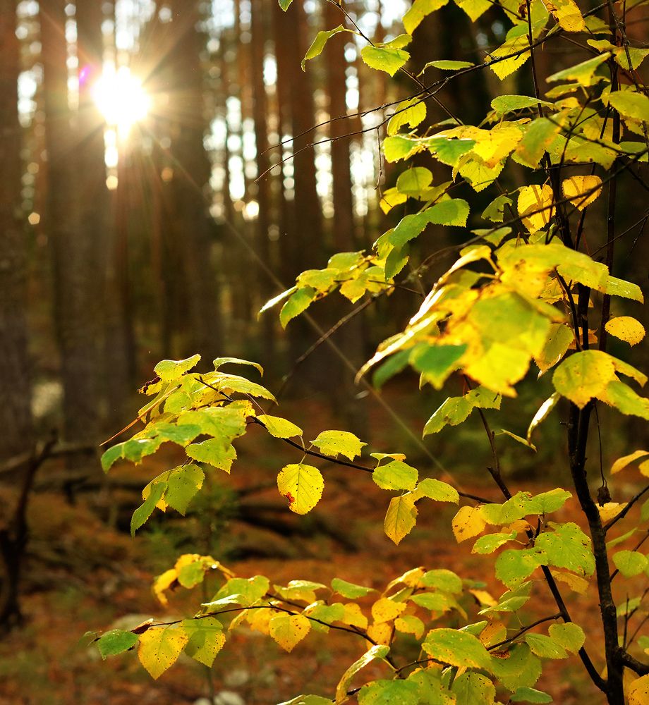 Лучики и паутинки