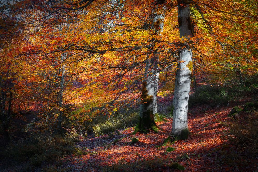 Photograph by Amir Ramezani