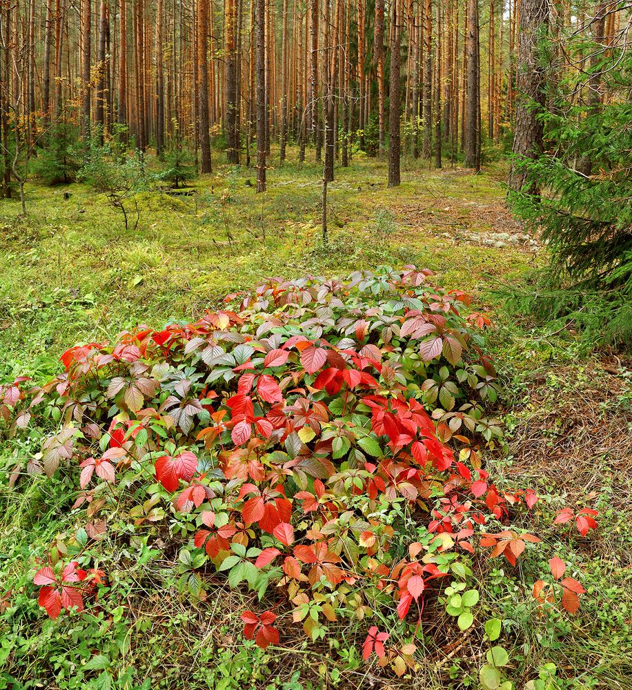 Пришелец в сосновом бору))