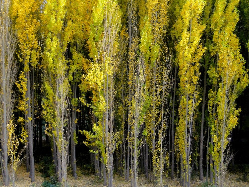 Photograph by Khosro Sayadi