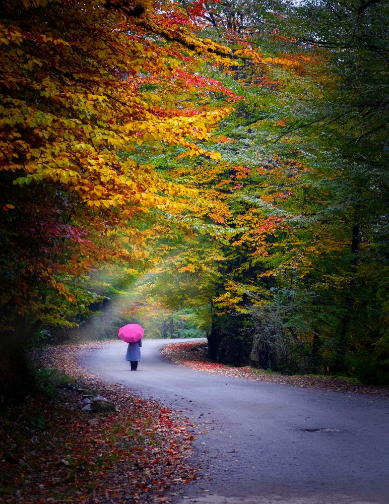 Фотография автора Pouya Palizkar