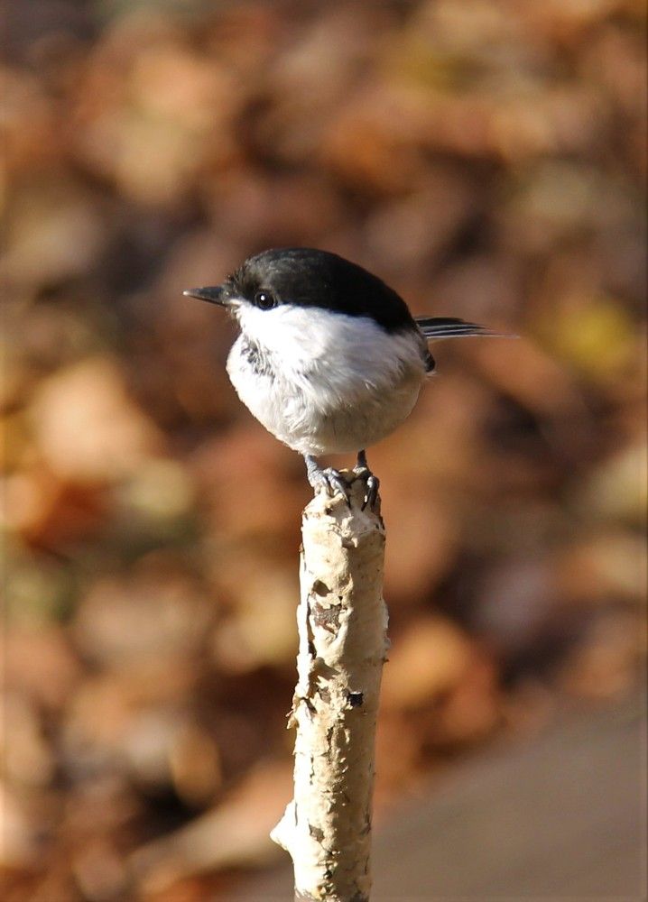 Буроголовая гаичка