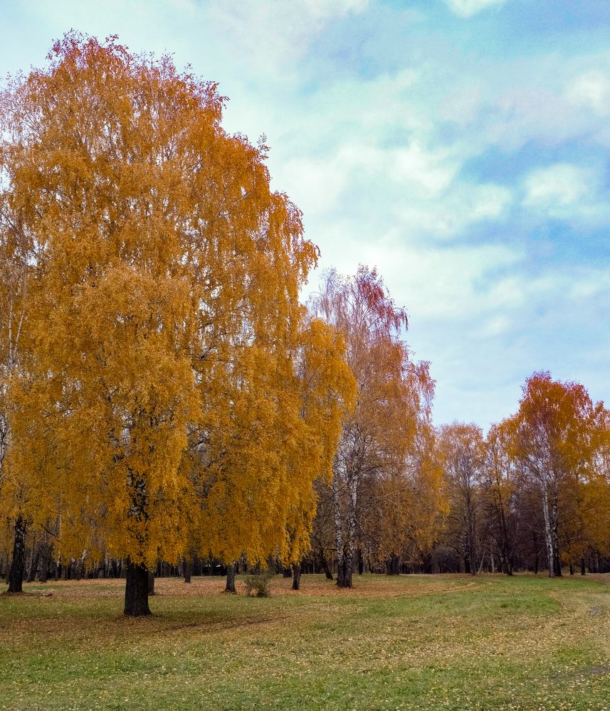 Фотография автора Александр Высоцкий