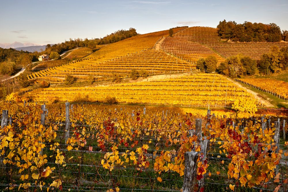 Autumn vineyards [Il Collio, Friuli - ITALY]