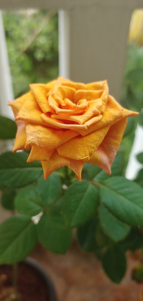 Photograph by Elena Chandran