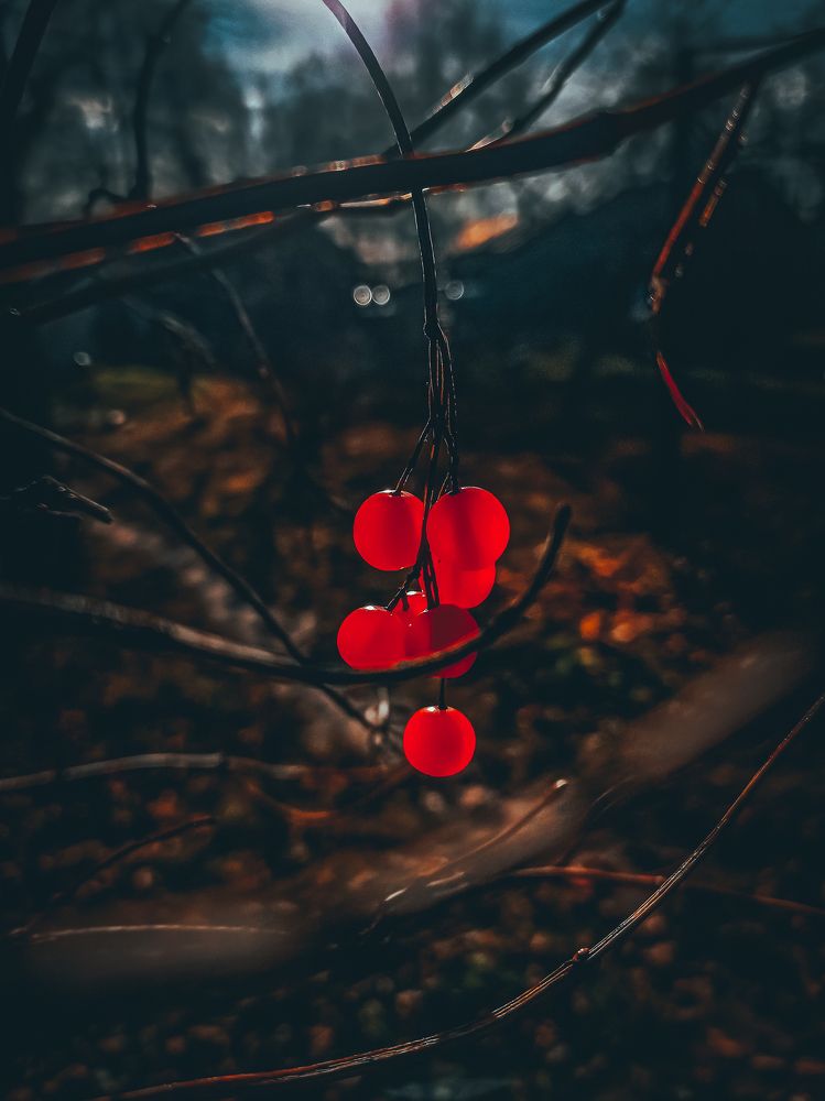 Фотография автора Ольга Савочкина