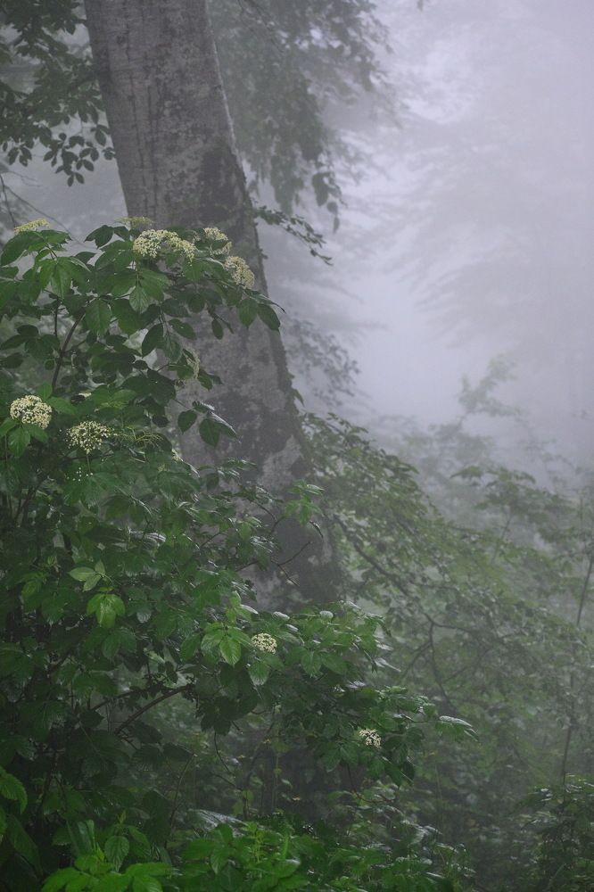 Фотография автора лилия беланова