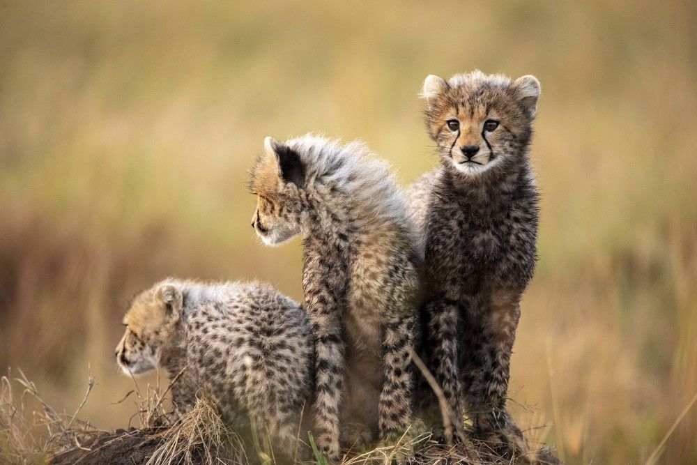 Photograph by NATALIA GOUSSEVA