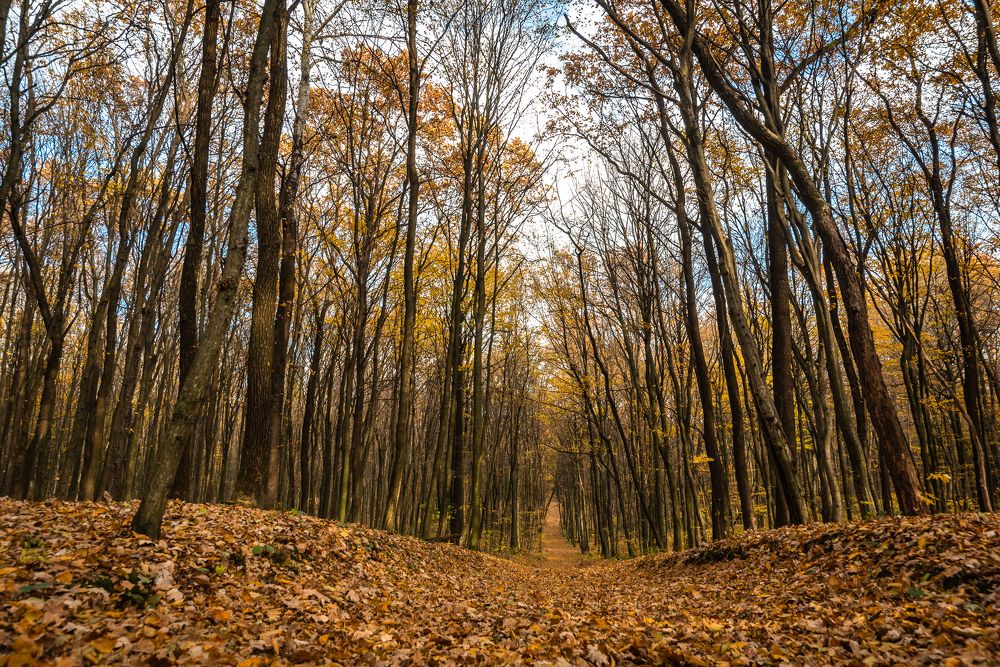 Photograph by Юрій Насанюк