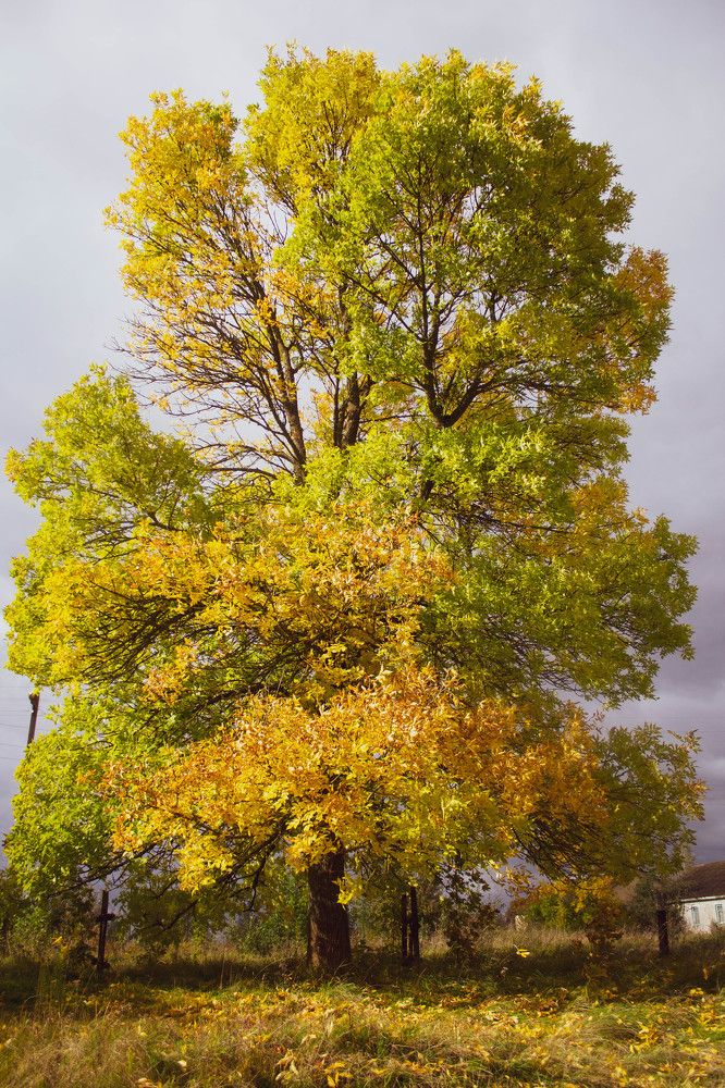 Золотое дерево