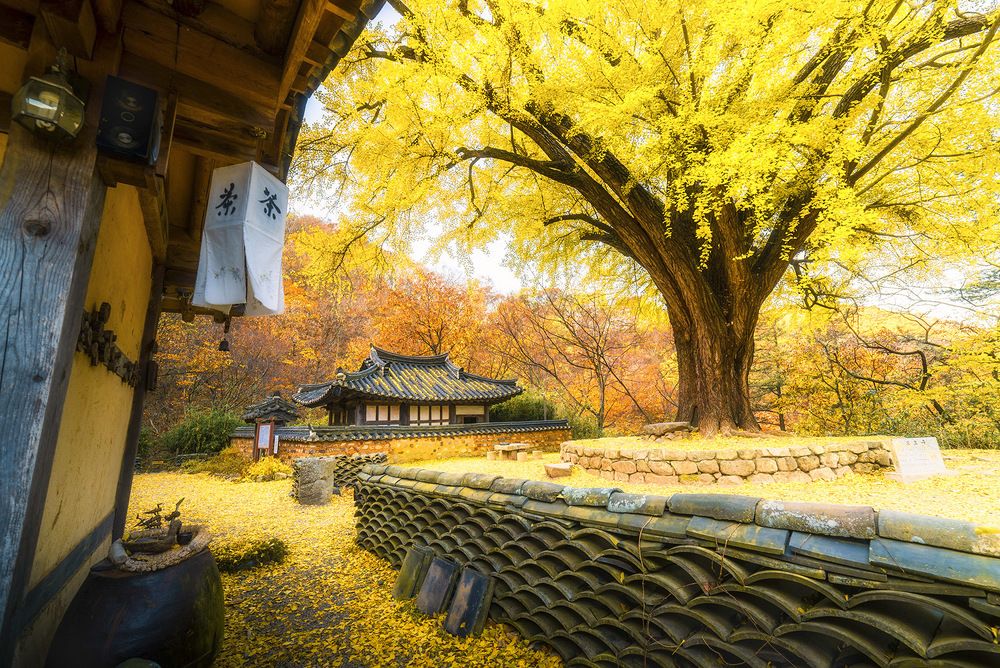 Ginko Tree