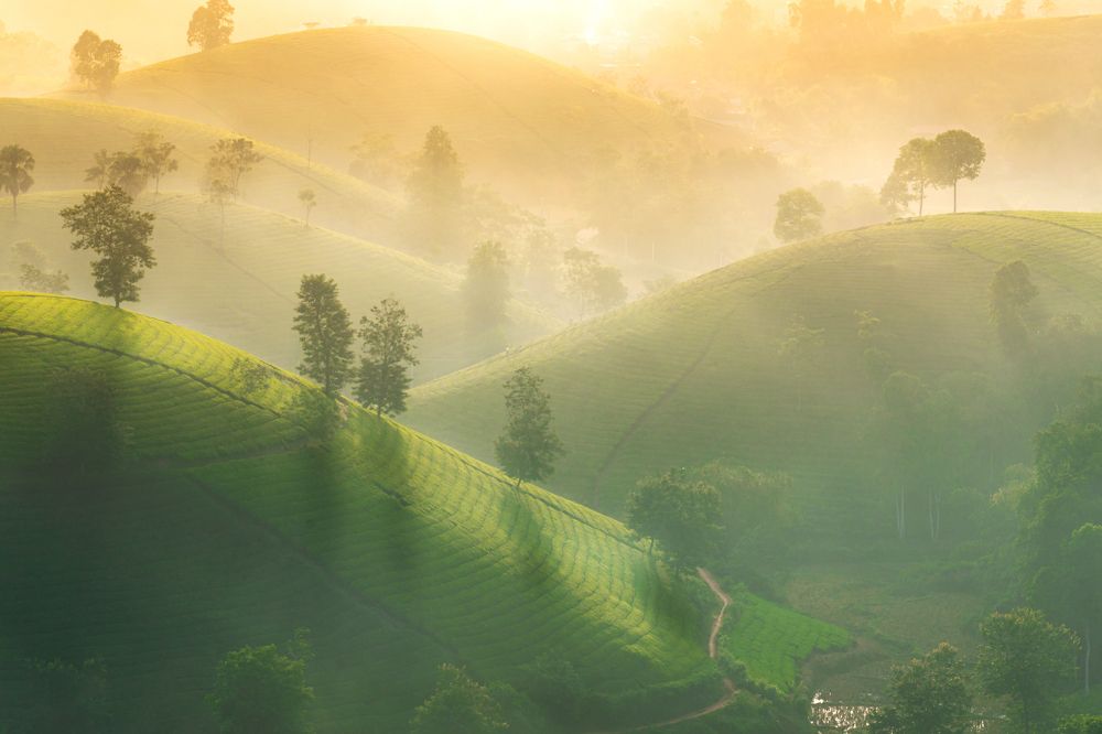 The harmonious blend of fog and clouds on Long Coc tea hill