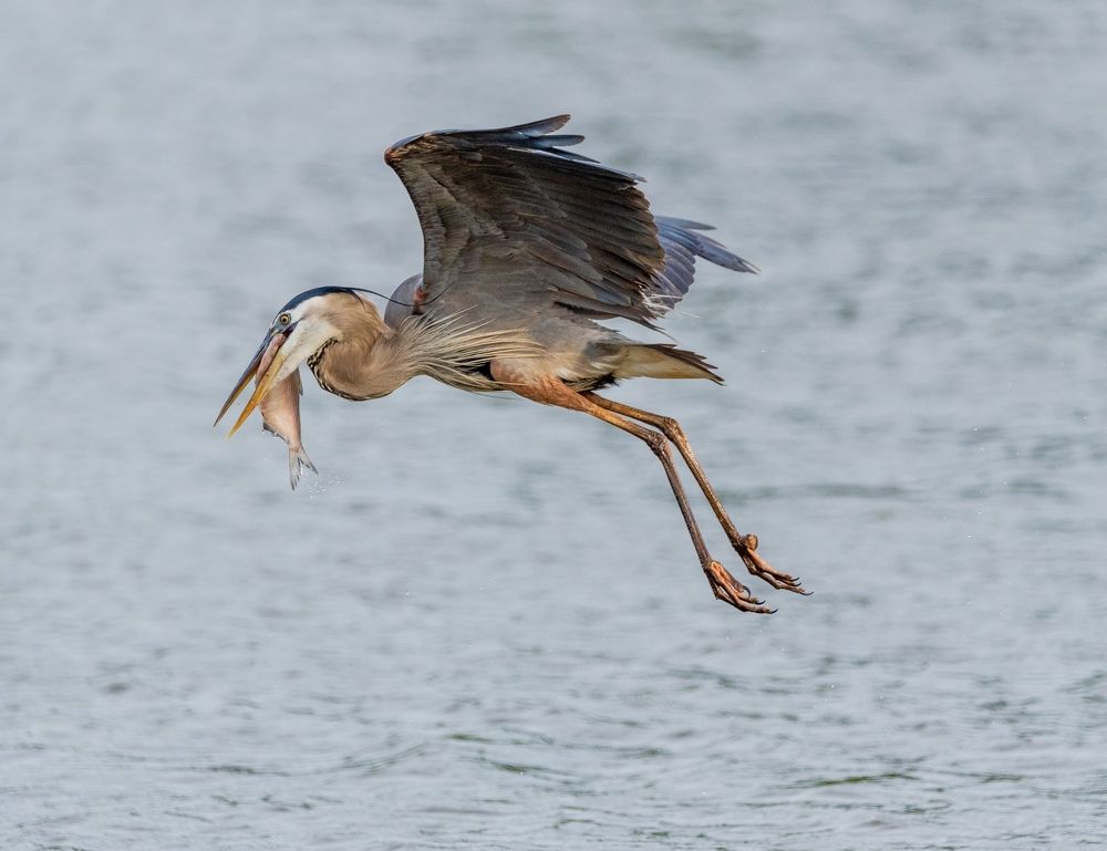 Blue Heron showing off