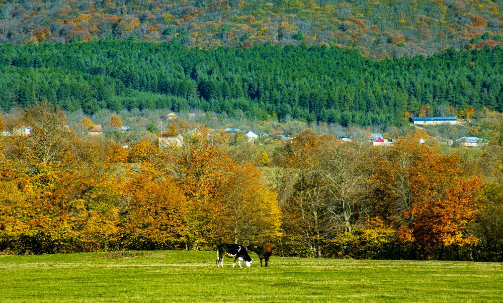 Photograph by Alex Kalpus