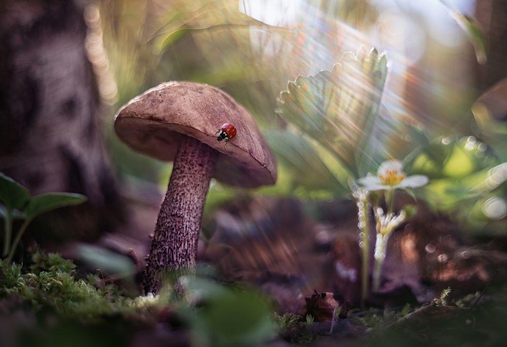 Лесное утро