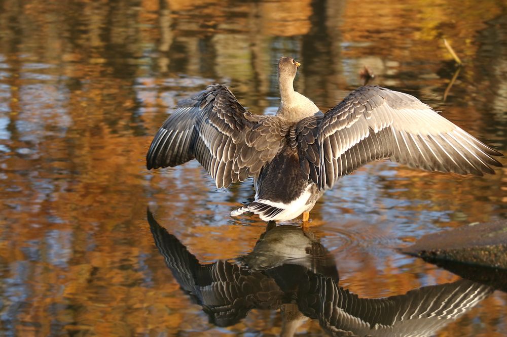 Photograph by Шруб (Беляева) Татьяна