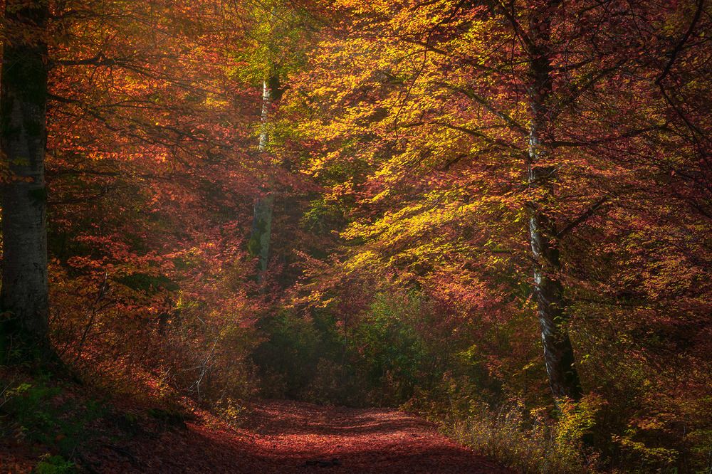 Photograph by Amir Ramezani