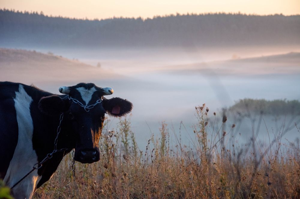 Photograph by Александр Лобынцев