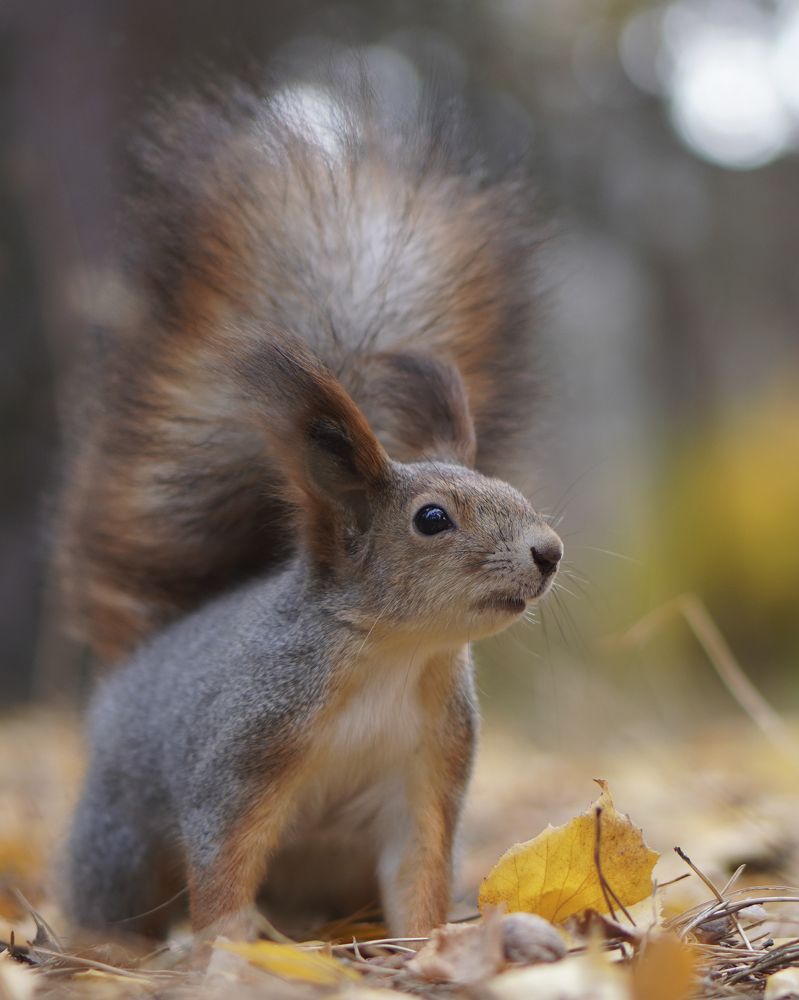 Фотография автора Сергей Затямин