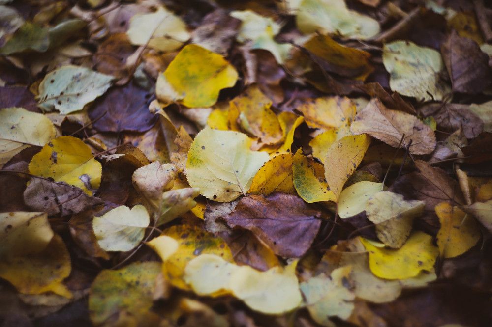 Путешествие осеннего листа