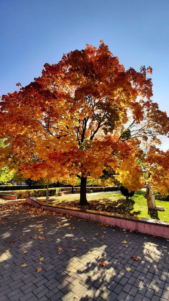 Фотография автора Моисеева Ольга