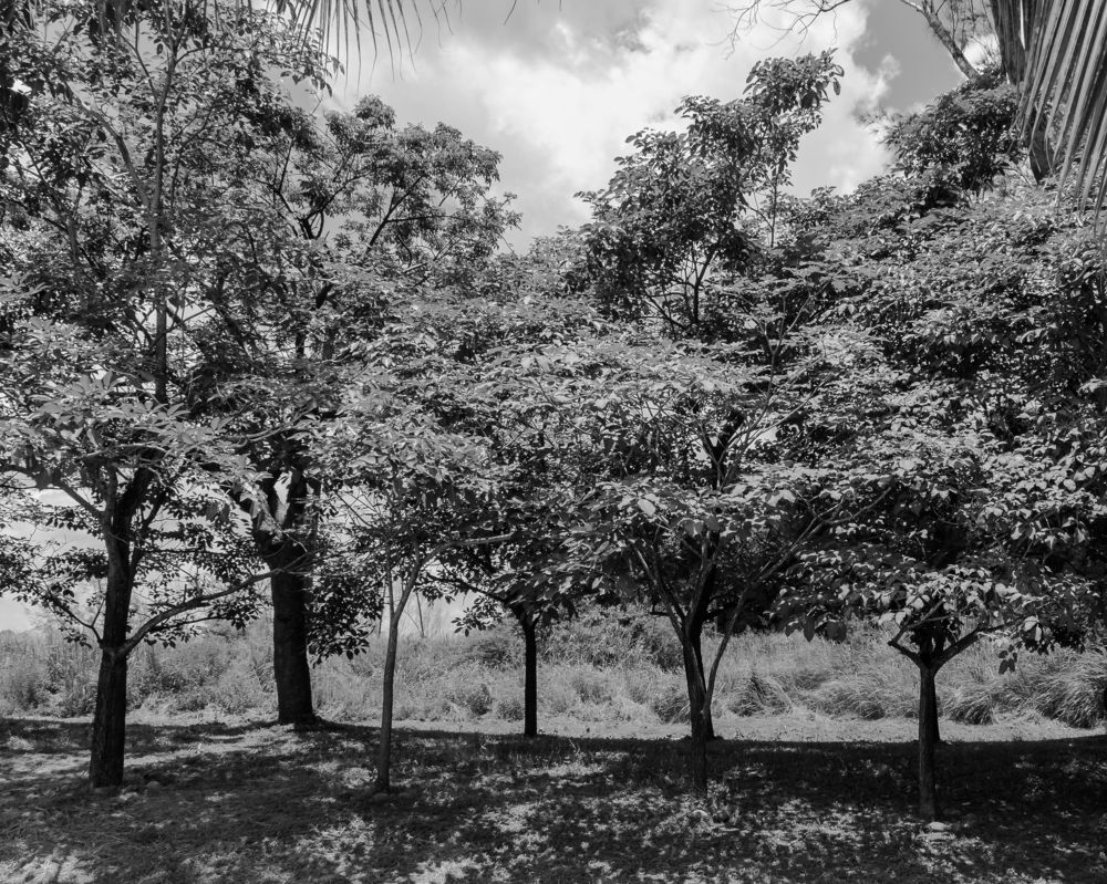 Photograph by Armando Lopez-Guerrero